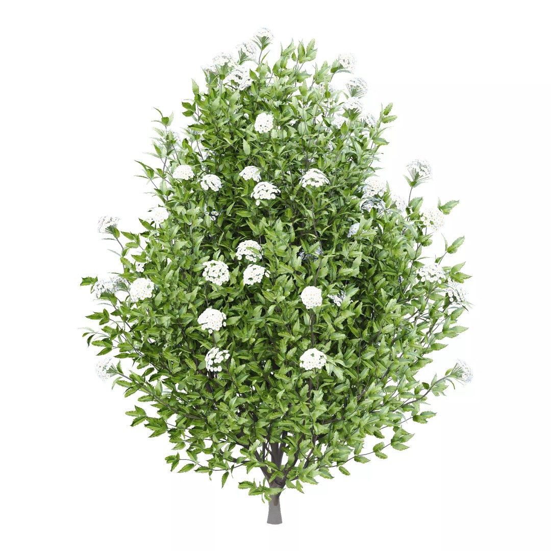 Olearia macrodonta Bush 3D Model – High Poly PBR Asset, FBX & Blender - View 4