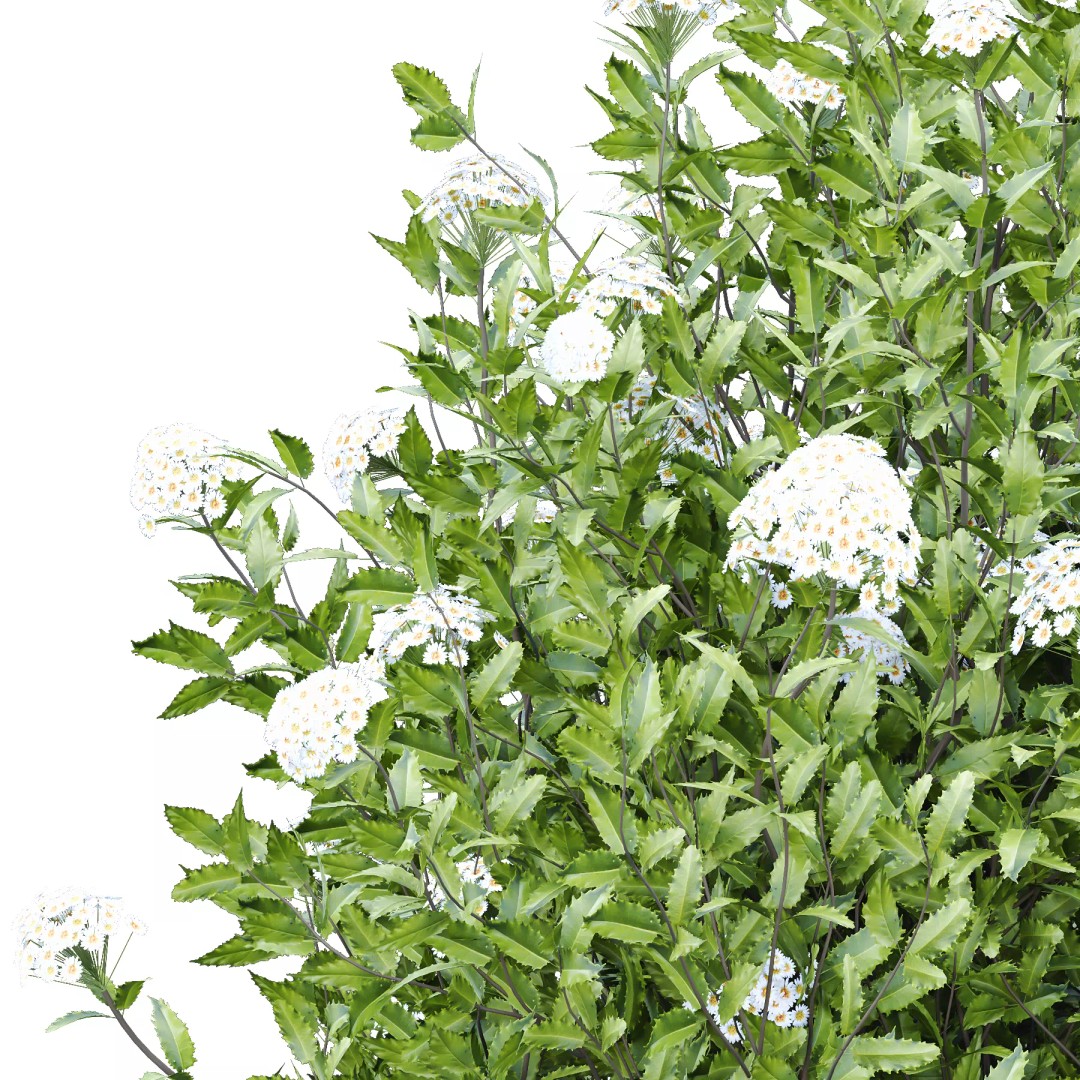 Olearia macrodonta Bush 3D Model – High Poly PBR Asset, FBX & Blender - View 5