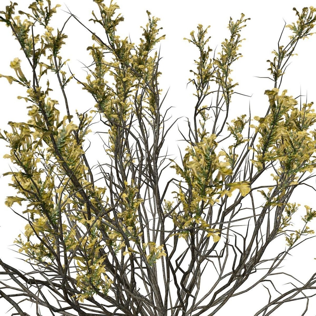 Broom Snakeweed 3D Model – Photorealistic Bush with PBR Textures, FBX