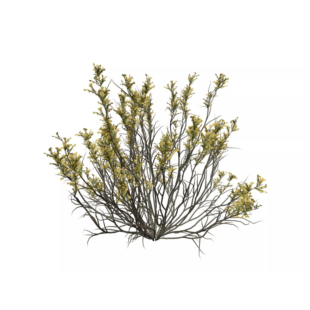 Broom Snakeweed 3D Model – Photorealistic Bush with PBR Textures, FBX - View 2
