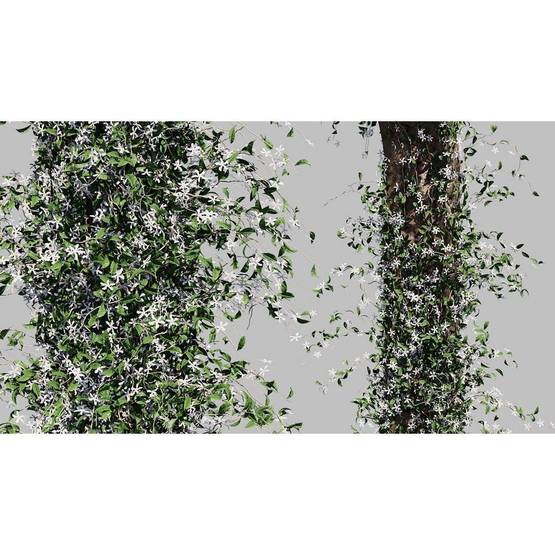 Jasminum Officinale Climbing 3D Model – High Detail, FBX & OBJ Formats - View 3