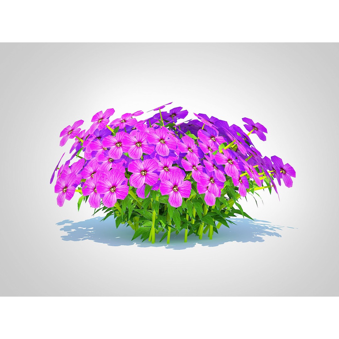 Aubrieta - Rock Cress 3D Model – PBR Game Asset, FBX, VR/AR Ready - View 5