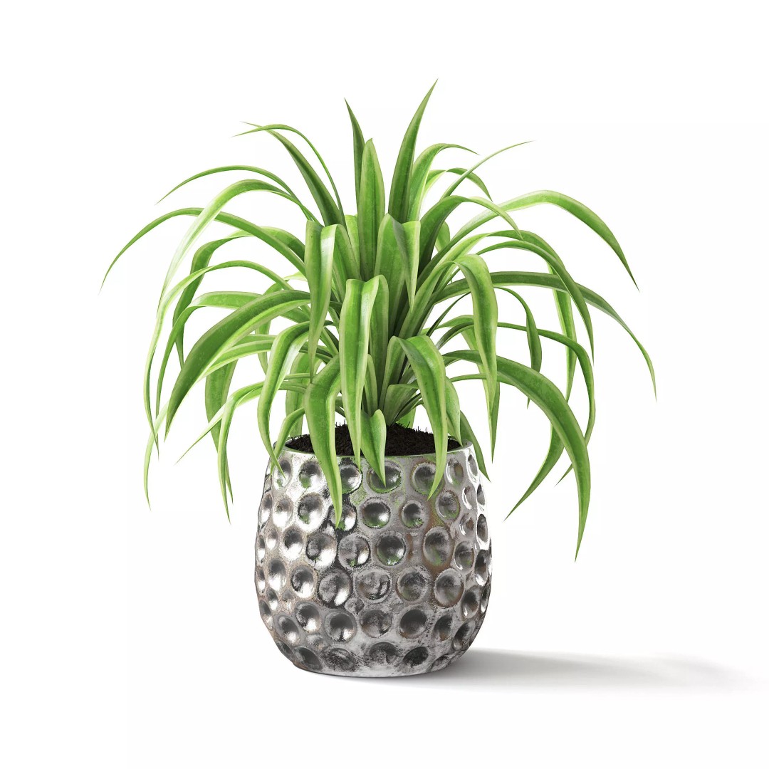 Spider Plant 3D Model – Realistic Indoor Plant, FBX, PBR Textures - View 2