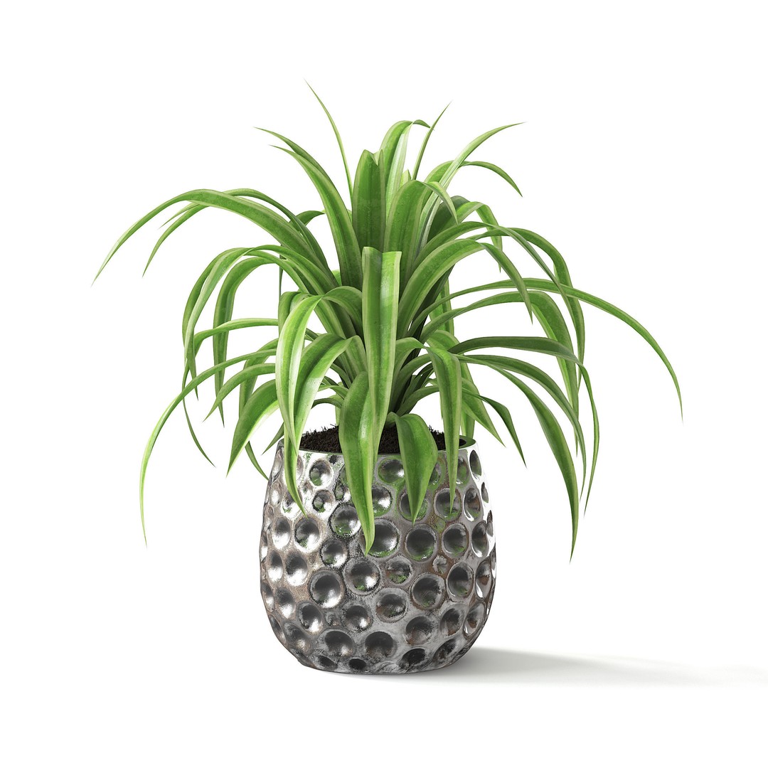 Spider Plant 3D Model – Realistic Indoor Plant, FBX, PBR Textures - View 3