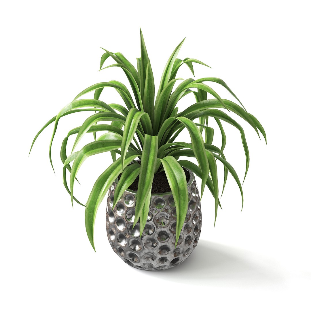 Spider Plant 3D Model – Realistic Indoor Plant, FBX, PBR Textures - View 4