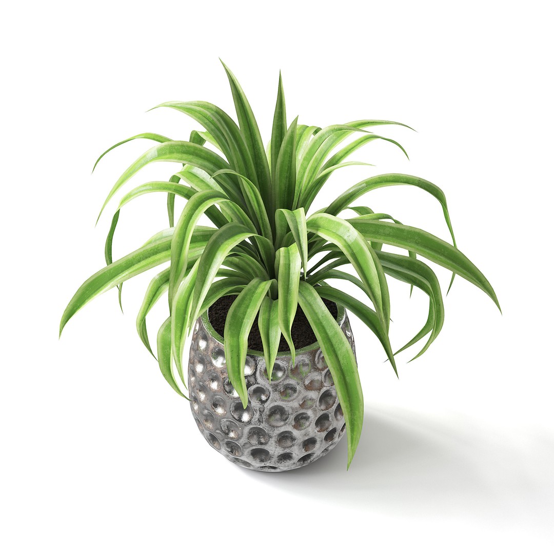 Spider Plant 3D Model – Realistic Indoor Plant, FBX, PBR Textures - View 5