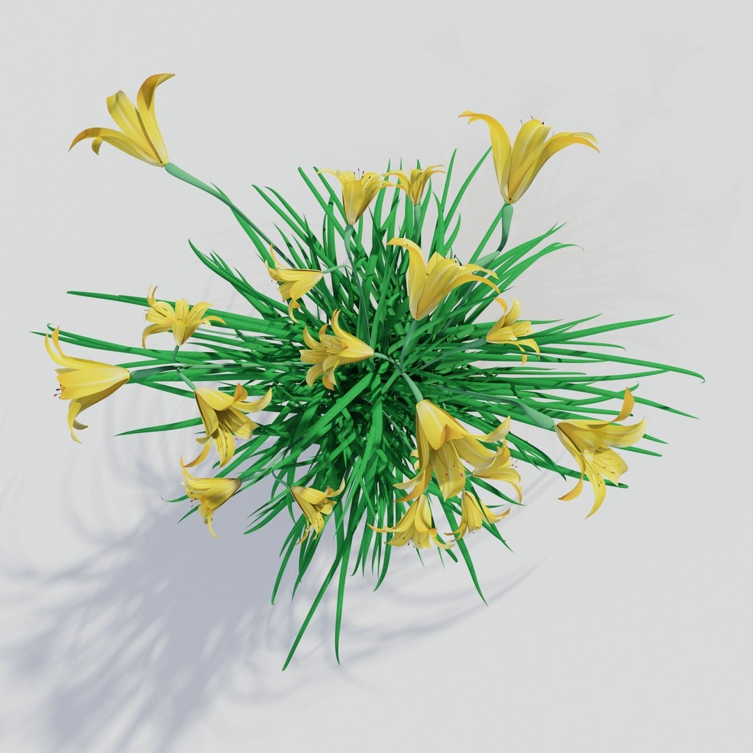 Hemerocallis lilioasphodelus 3D Model – Realistic Flower Asset, FBX - View 3