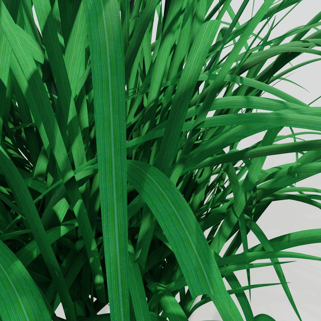 Hemerocallis lilioasphodelus 3D Model – Realistic Flower Asset, FBX - View 5