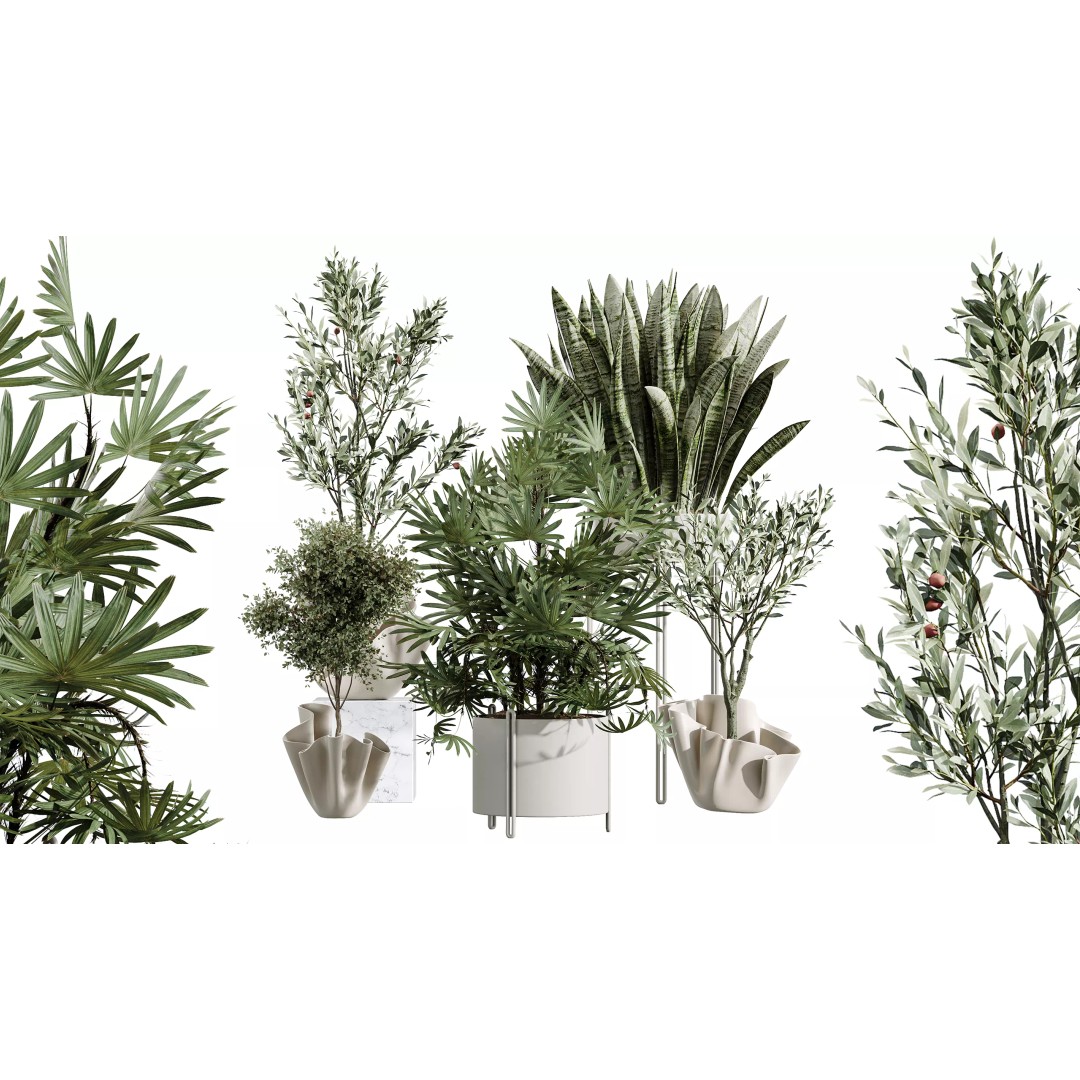Indoor Plants 3D Model – Realistic Palm, Olive, Sansevieria, FBX, OBJ - View 10