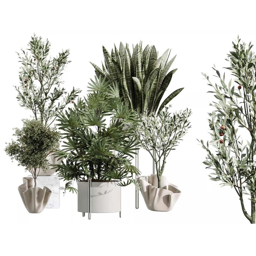 Indoor Plants 3D Model – Realistic Palm, Olive, Sansevieria, FBX, OBJ - View 2