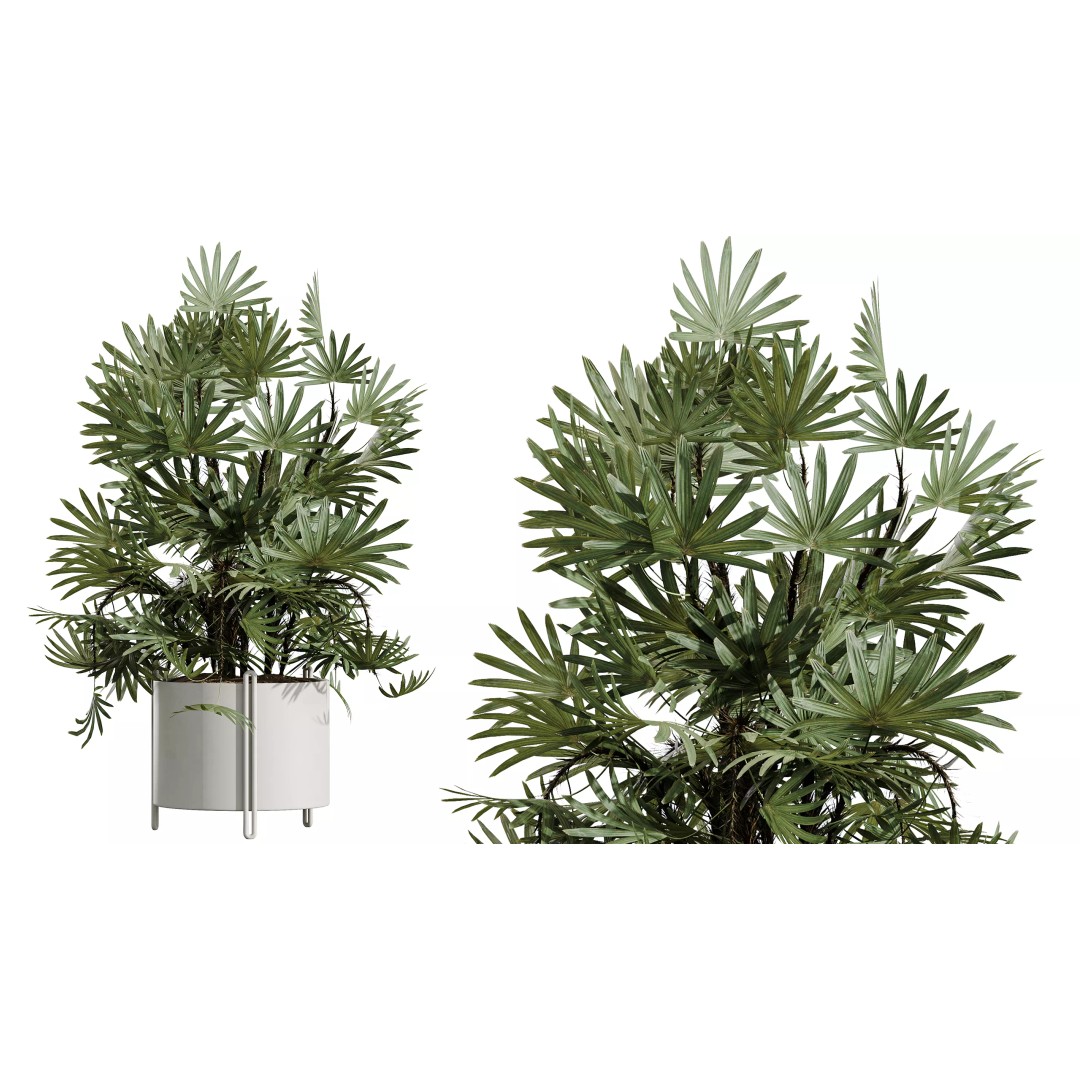 Indoor Plants 3D Model – Realistic Palm, Olive, Sansevieria, FBX, OBJ - View 3
