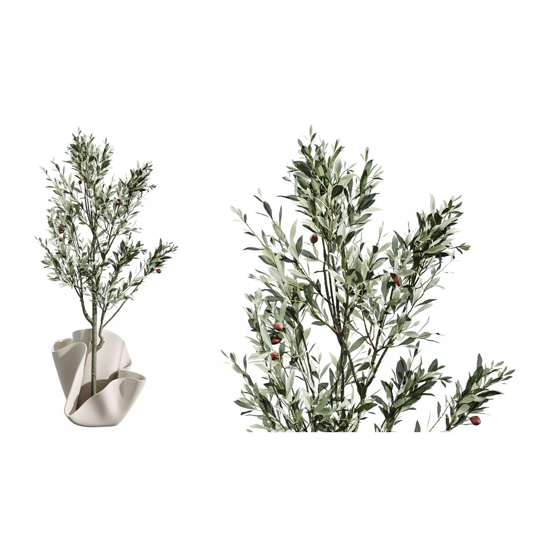 Indoor Plants 3D Model – Realistic Palm, Olive, Sansevieria, FBX, OBJ - View 4