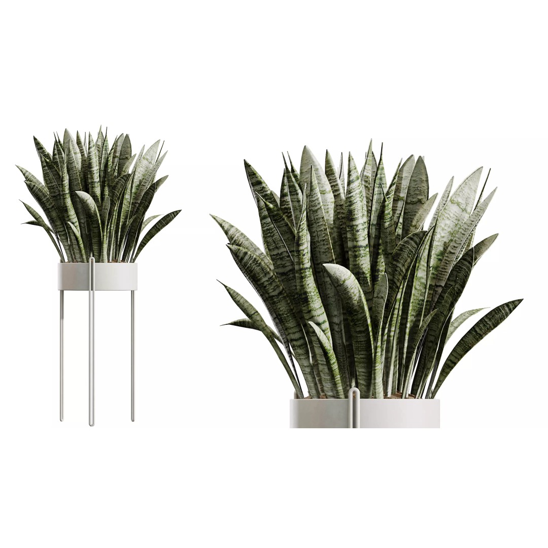 Indoor Plants 3D Model – Realistic Palm, Olive, Sansevieria, FBX, OBJ - View 5