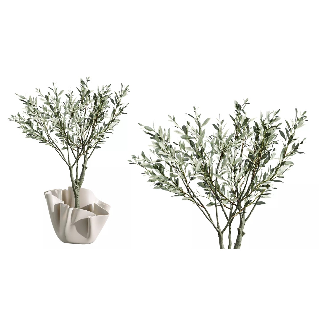 Indoor Plants 3D Model – Realistic Palm, Olive, Sansevieria, FBX, OBJ - View 6