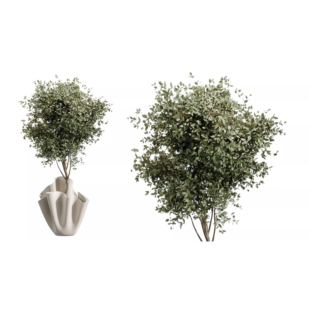 Indoor Plants 3D Model – Realistic Palm, Olive, Sansevieria, FBX, OBJ - View 7