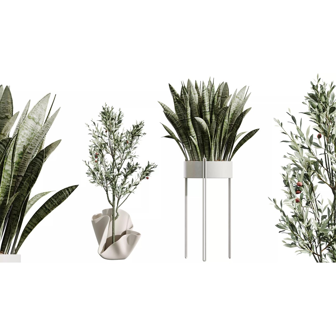 Indoor Plants 3D Model – Realistic Palm, Olive, Sansevieria, FBX, OBJ - View 8