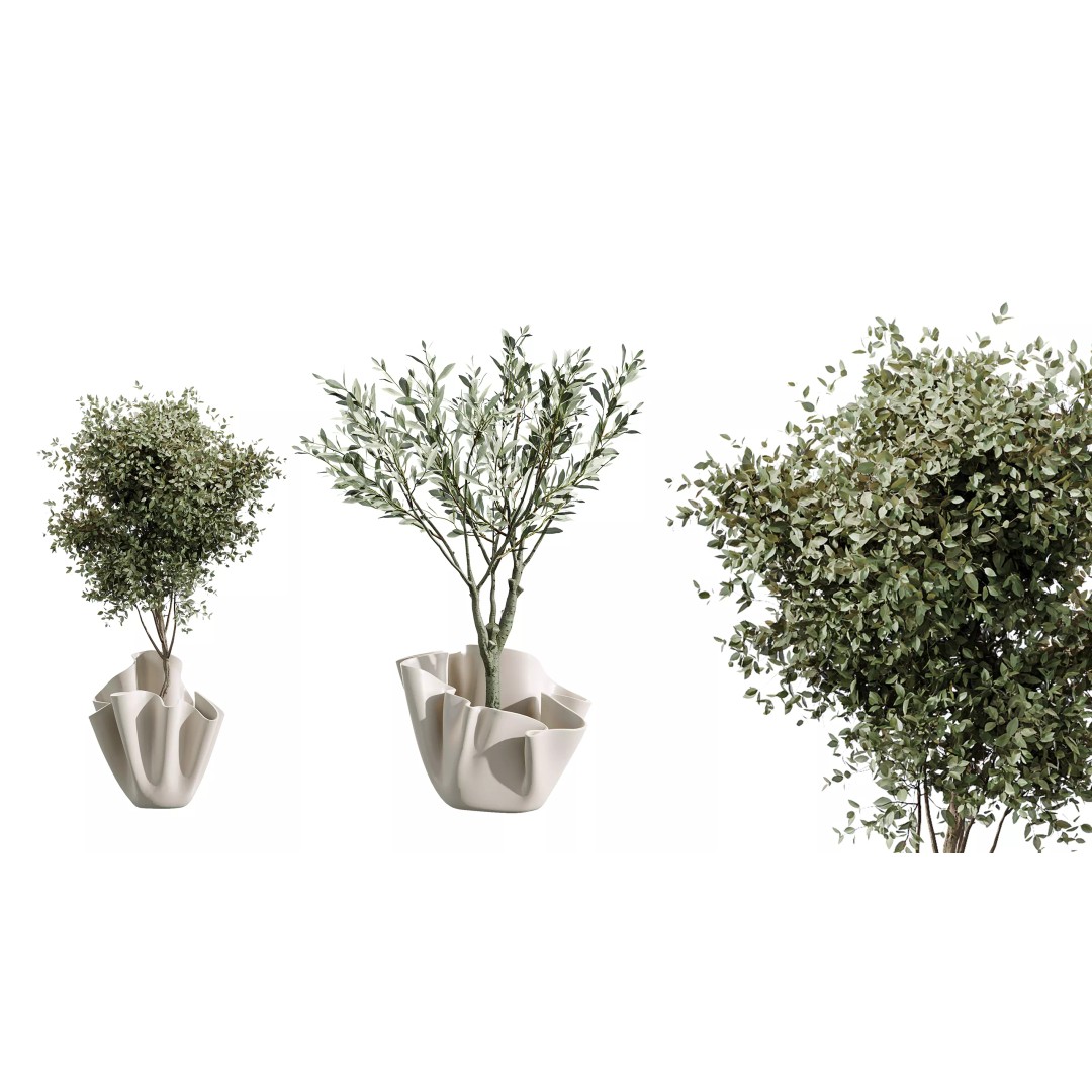Indoor Plants 3D Model – Realistic Palm, Olive, Sansevieria, FBX, OBJ - View 9