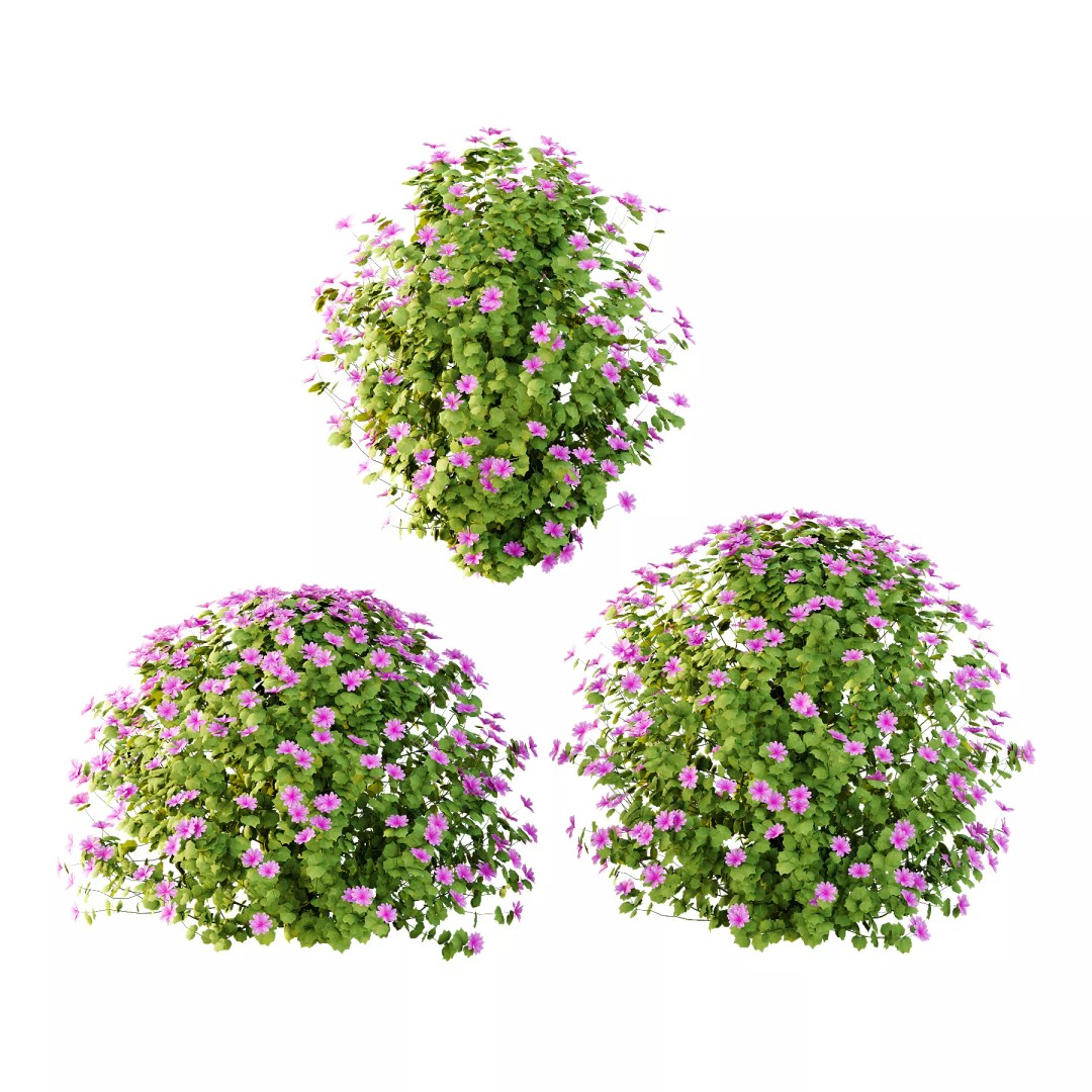 Lavatera Cachemiriana Plant 3D Model – High Poly Flower Asset, FBX & OBJ - View 2