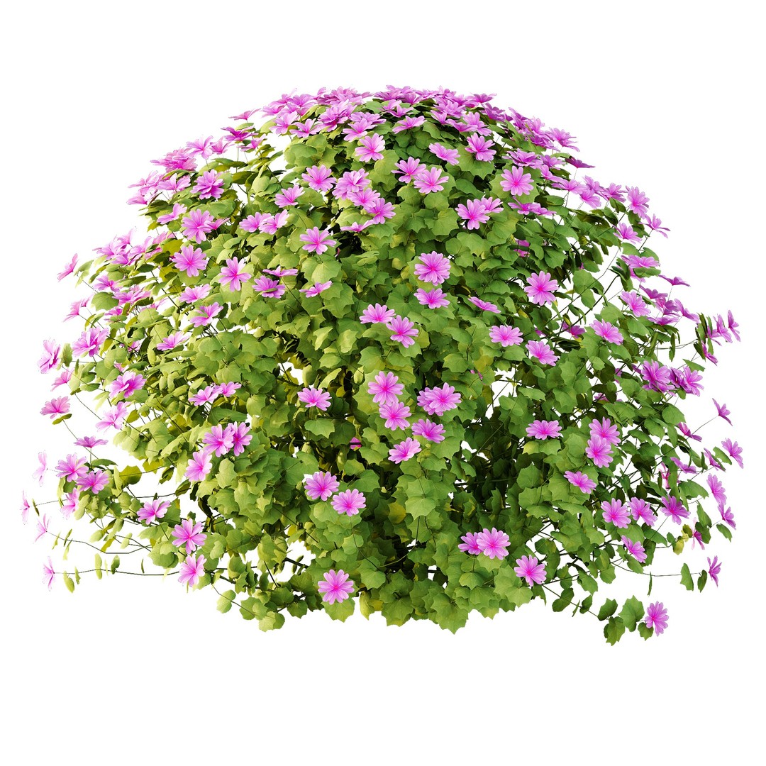 Lavatera Cachemiriana Plant 3D Model – High Poly Flower Asset, FBX & OBJ - View 3