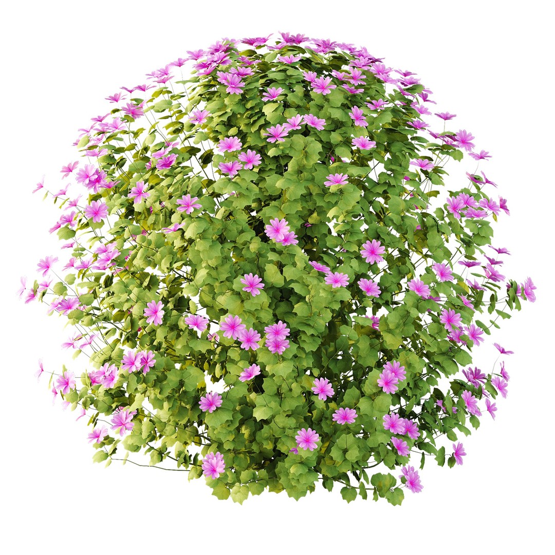 Lavatera Cachemiriana Plant 3D Model – High Poly Flower Asset, FBX & OBJ - View 4