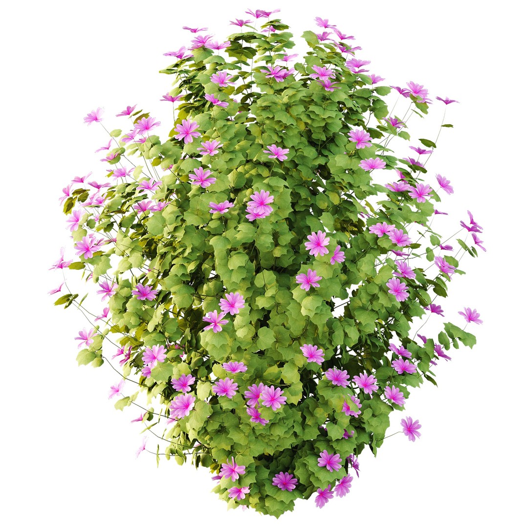 Lavatera Cachemiriana Plant 3D Model – High Poly Flower Asset, FBX & OBJ - View 5