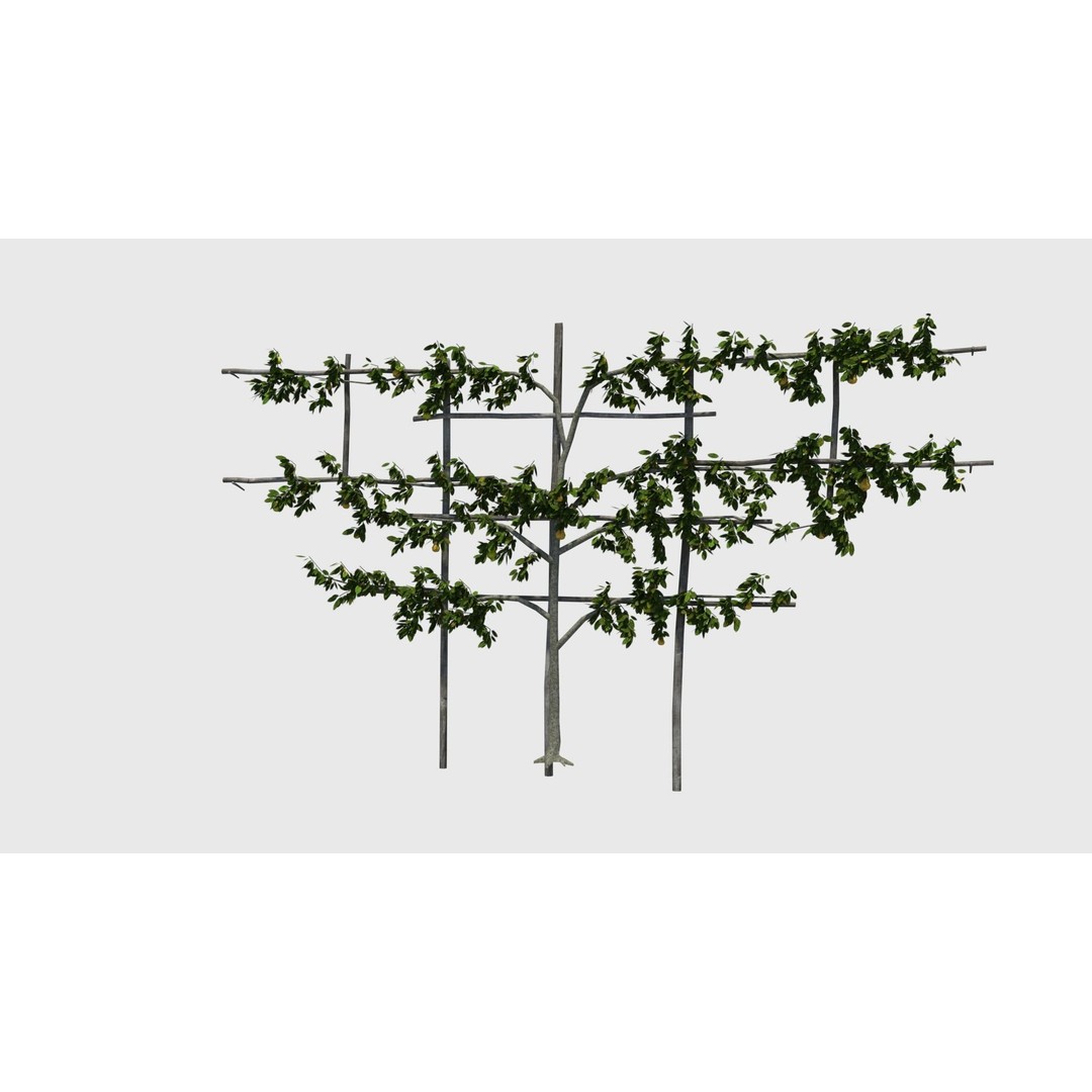 Pear Tree 3D Model – Low Poly Lattice Plant Asset, FBX - View 10