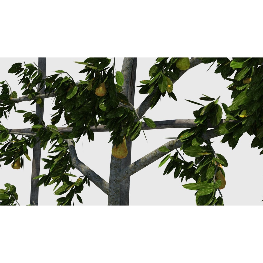 Pear Tree 3D Model – Low Poly Lattice Plant Asset, FBX - View 11
