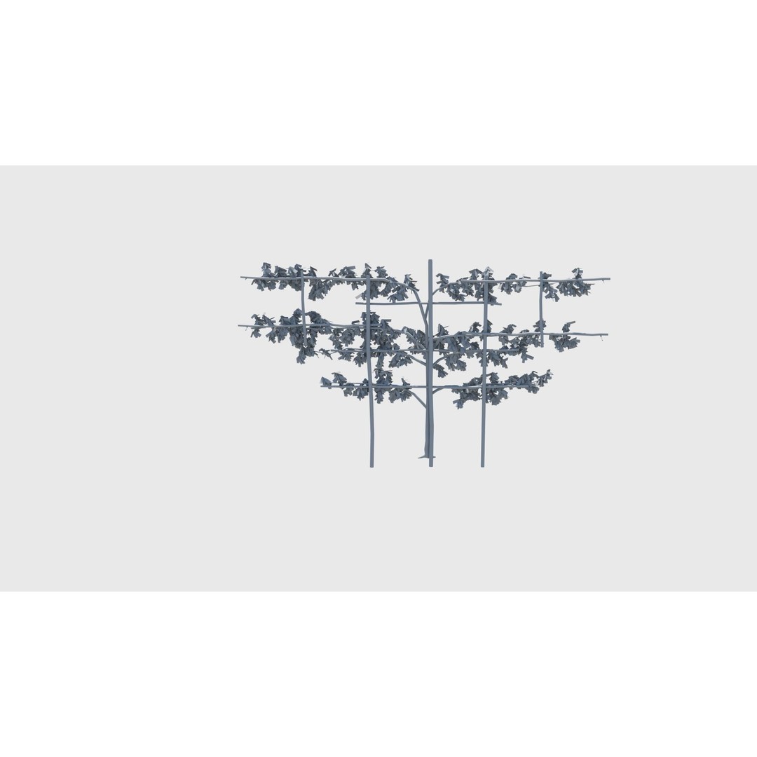 Pear Tree 3D Model – Low Poly Lattice Plant Asset, FBX - View 15