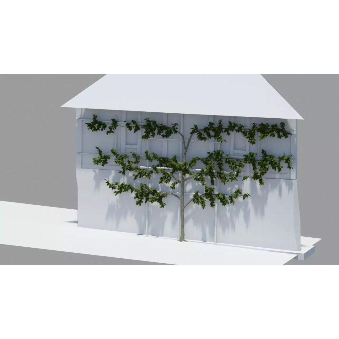 Pear Tree 3D Model – Low Poly Lattice Plant Asset, FBX - View 2