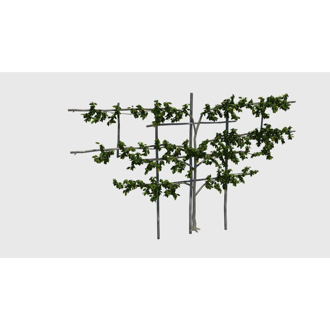 Pear Tree 3D Model – Low Poly Lattice Plant Asset, FBX - View 3