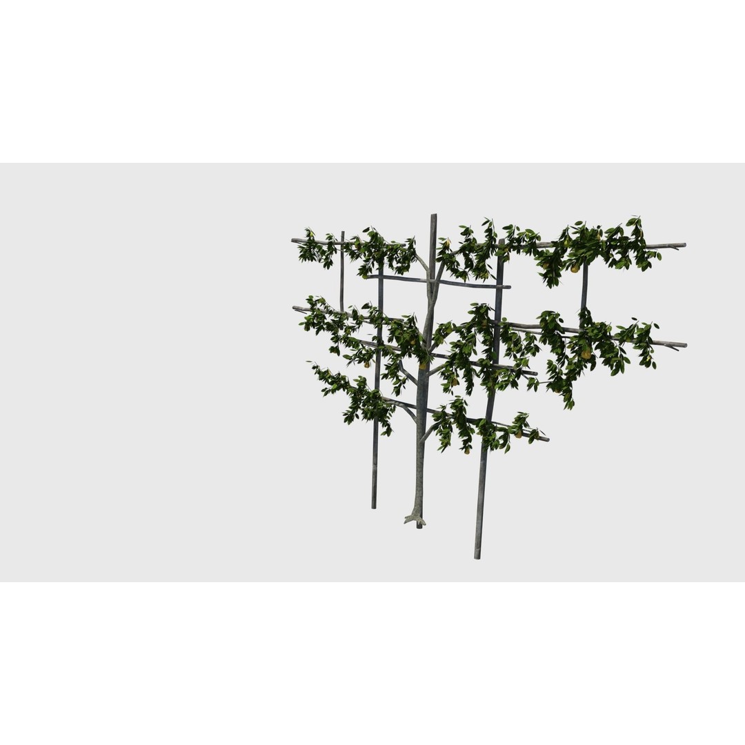 Pear Tree 3D Model – Low Poly Lattice Plant Asset, FBX - View 6