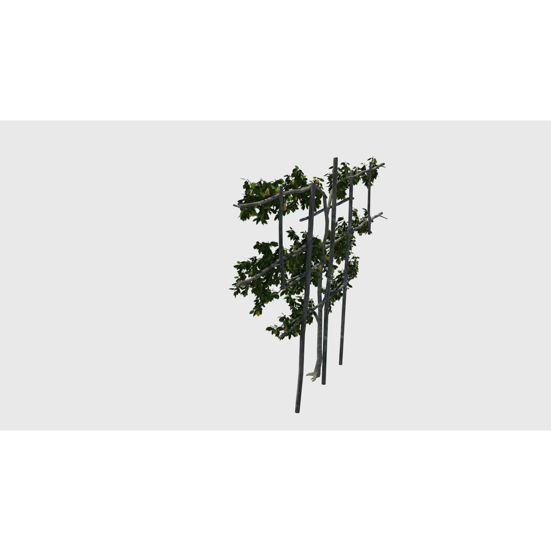 Pear Tree 3D Model – Low Poly Lattice Plant Asset, FBX - View 7