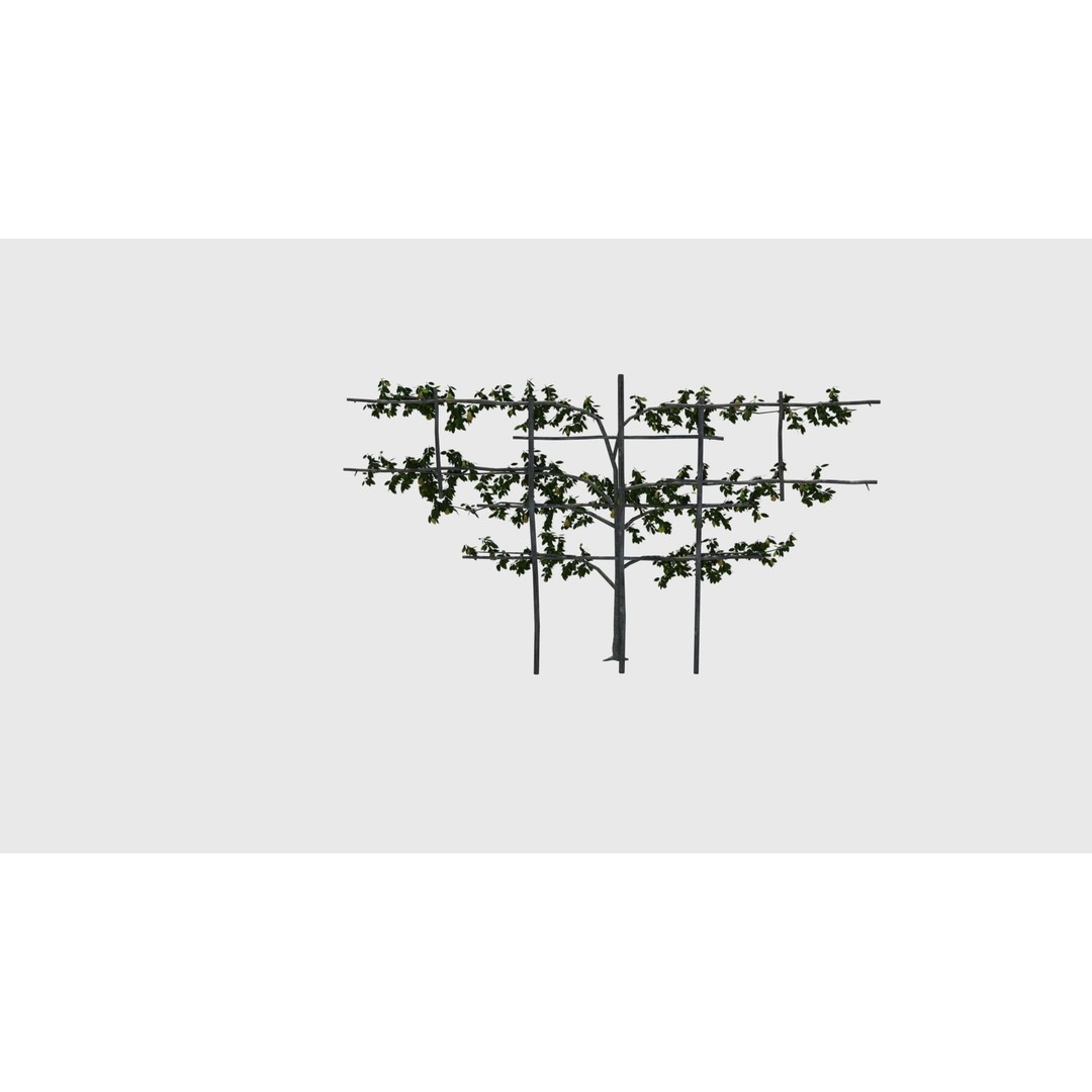 Pear Tree 3D Model – Low Poly Lattice Plant Asset, FBX - View 8
