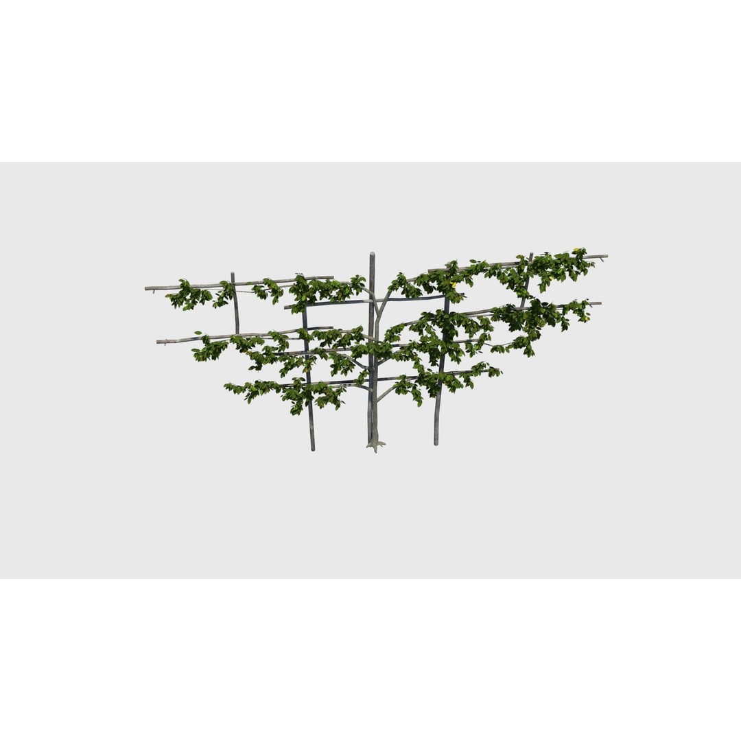 Pear Tree 3D Model – Low Poly Lattice Plant Asset, FBX - View 9