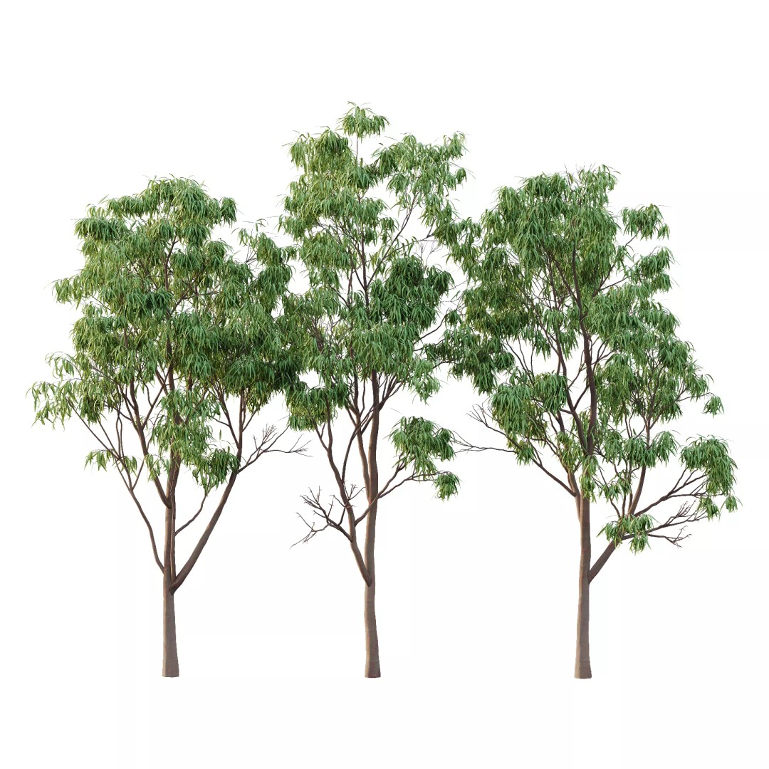 Eucalyptus Robusta Trees 3D Model – High Poly PBR Asset, FBX & OBJ - View 2