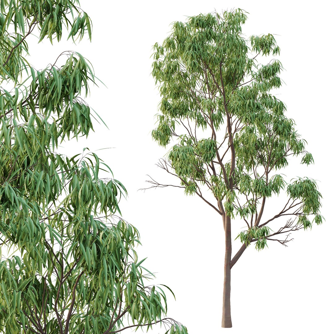 Eucalyptus Robusta Trees 3D Model – High Poly PBR Asset, FBX & OBJ - View 3
