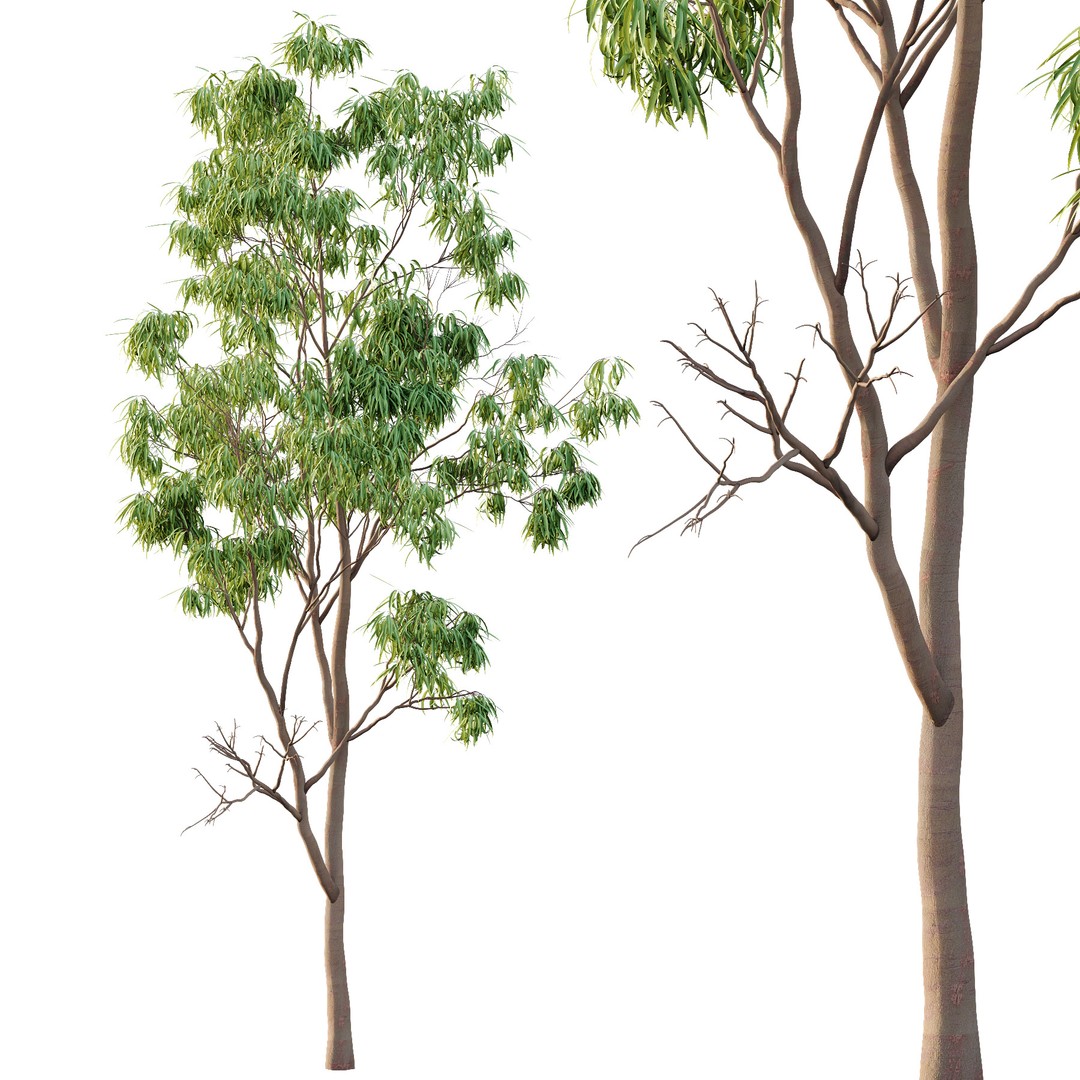 Eucalyptus Robusta Trees 3D Model – High Poly PBR Asset, FBX & OBJ - View 4
