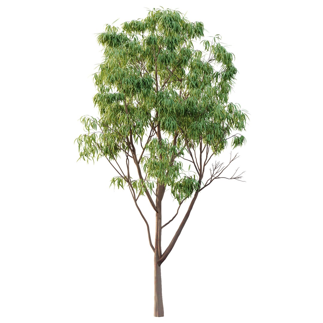 Eucalyptus Robusta Trees 3D Model – High Poly PBR Asset, FBX & OBJ - View 5