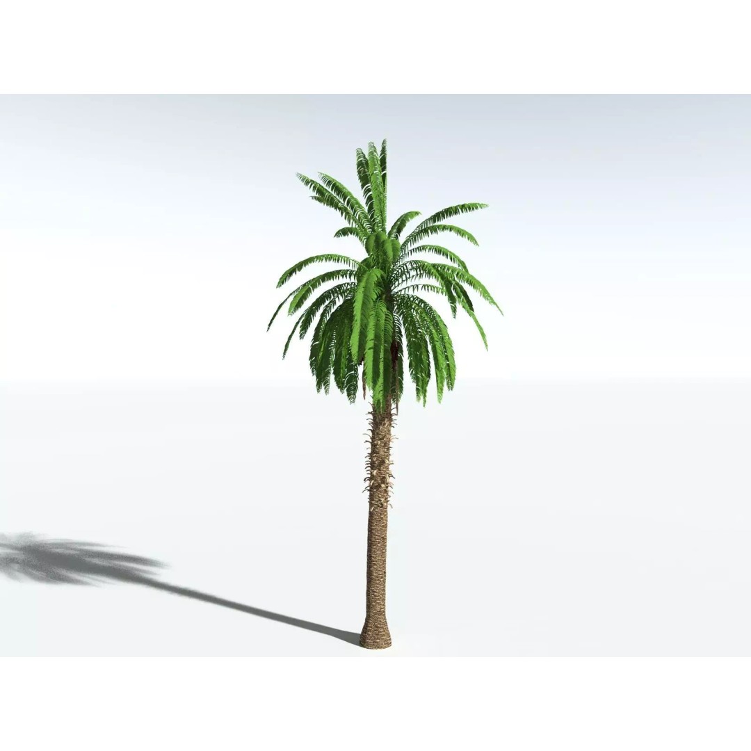 African Oil Palm 3D Model – High Poly PBR Asset, FBX - View 10