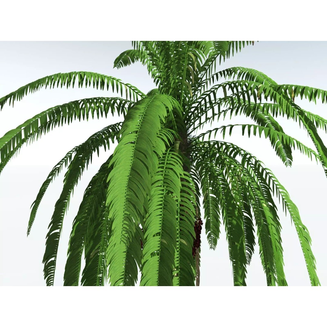 African Oil Palm 3D Model – High Poly PBR Asset, FBX - View 11