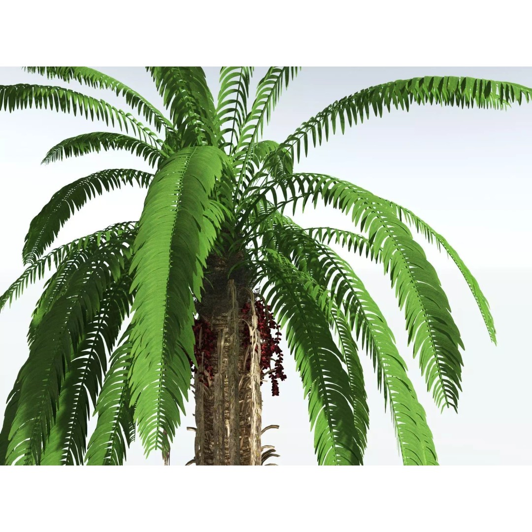 African Oil Palm 3D Model – High Poly PBR Asset, FBX - View 13