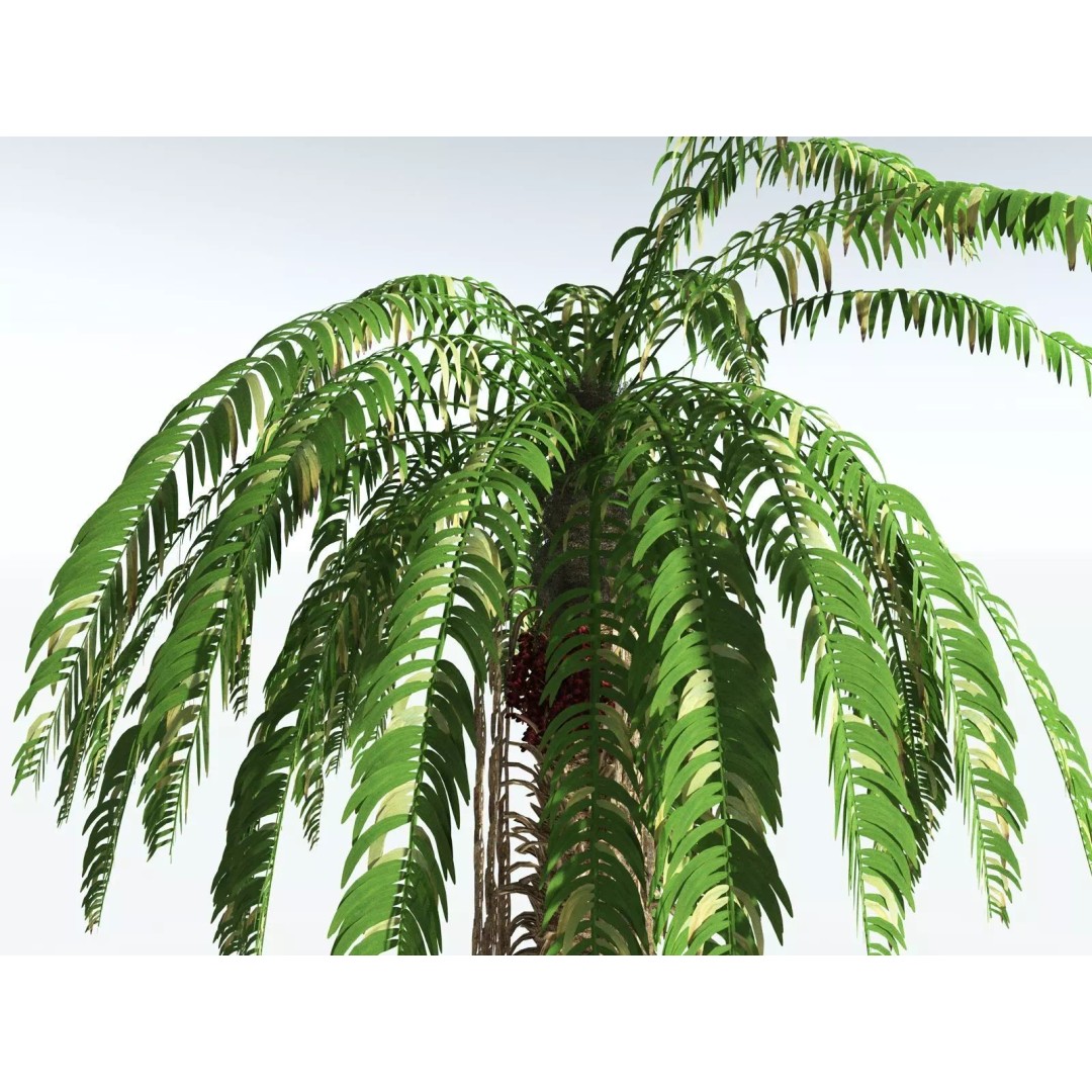 African Oil Palm 3D Model – High Poly PBR Asset, FBX - View 15