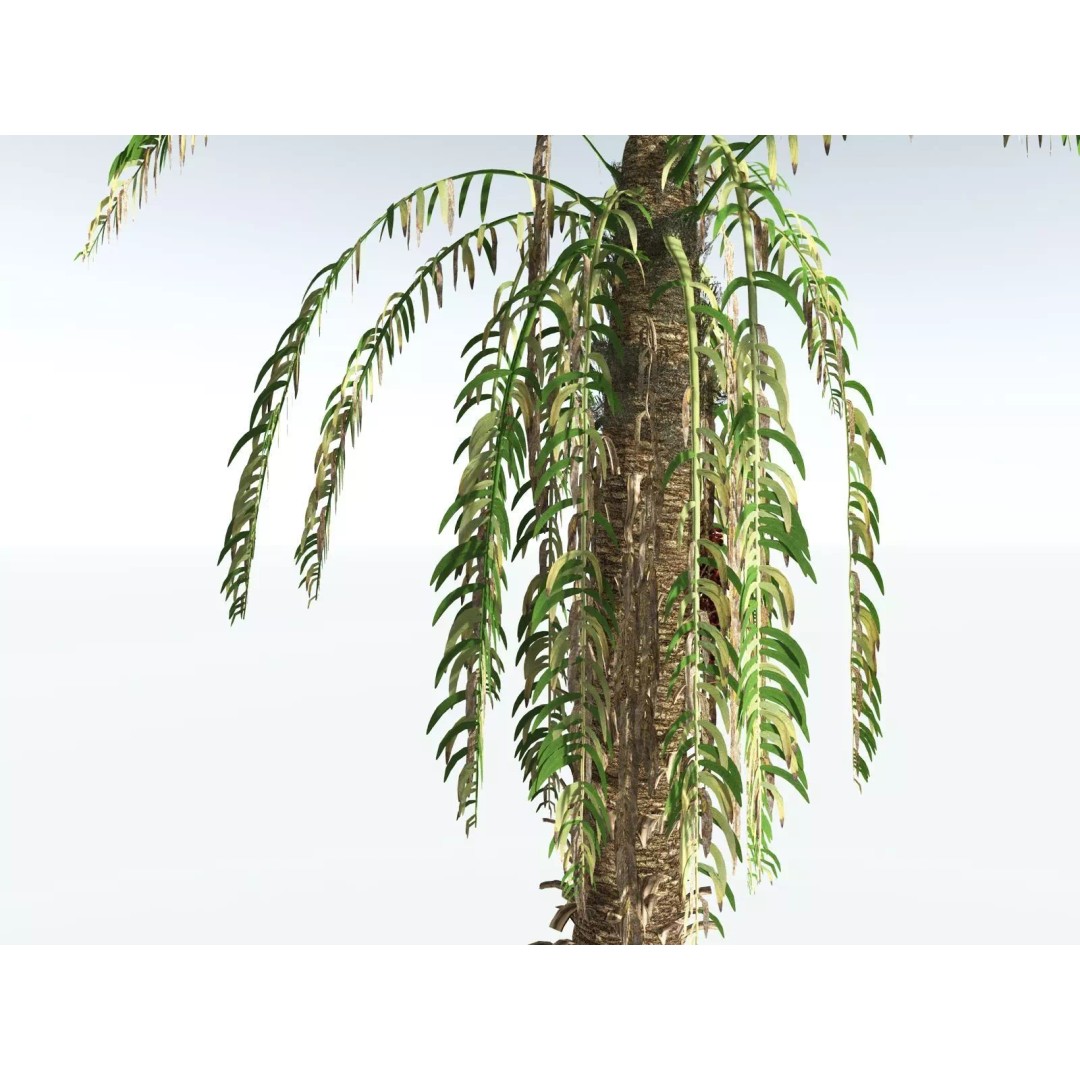 African Oil Palm 3D Model – High Poly PBR Asset, FBX - View 17