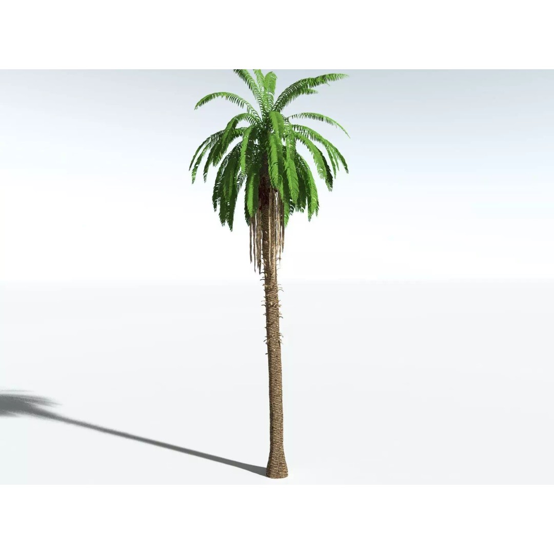 African Oil Palm 3D Model – High Poly PBR Asset, FBX - View 22