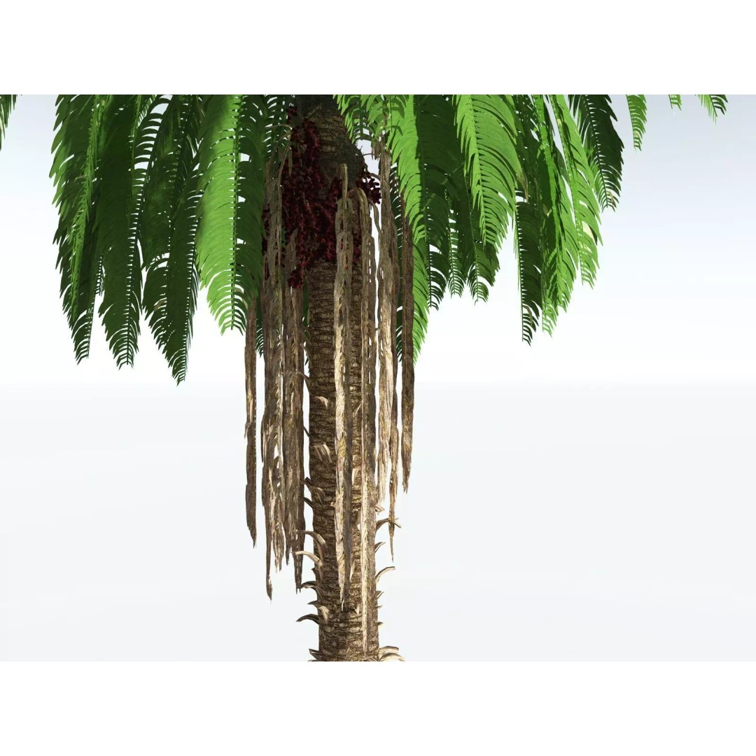 African Oil Palm 3D Model – High Poly PBR Asset, FBX - View 23