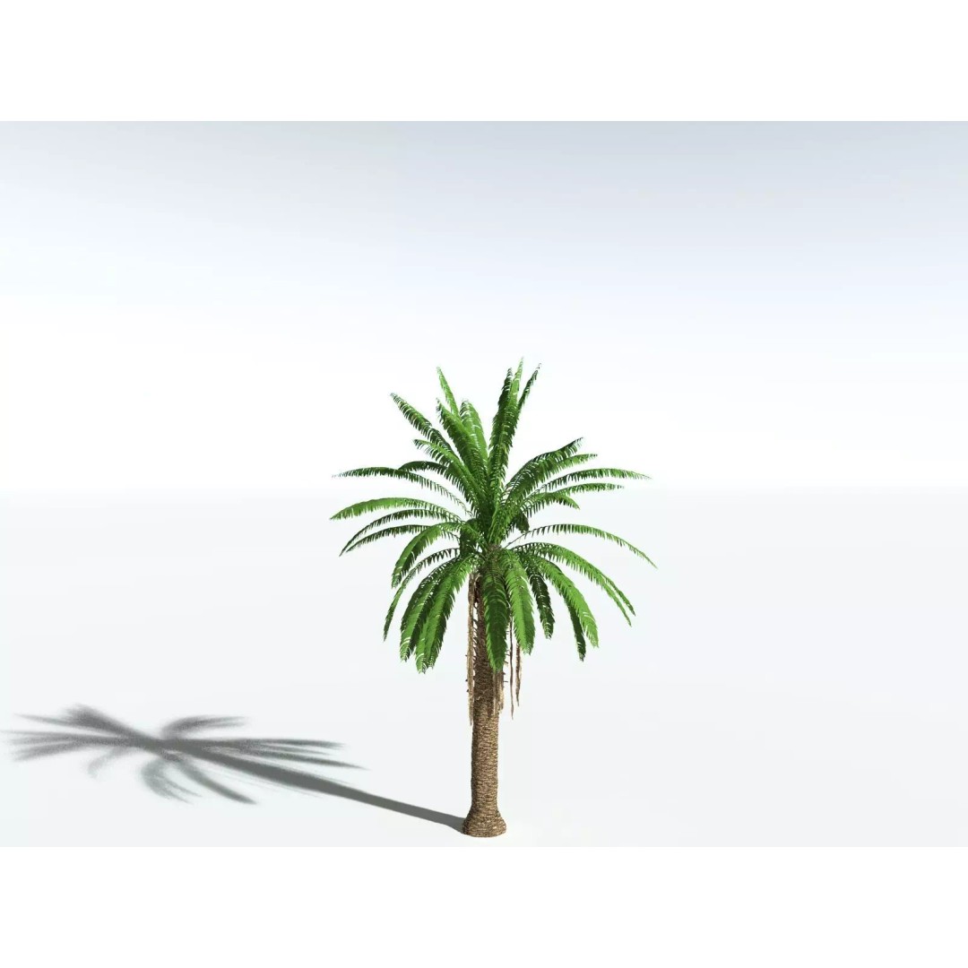 African Oil Palm 3D Model – High Poly PBR Asset, FBX - View 24