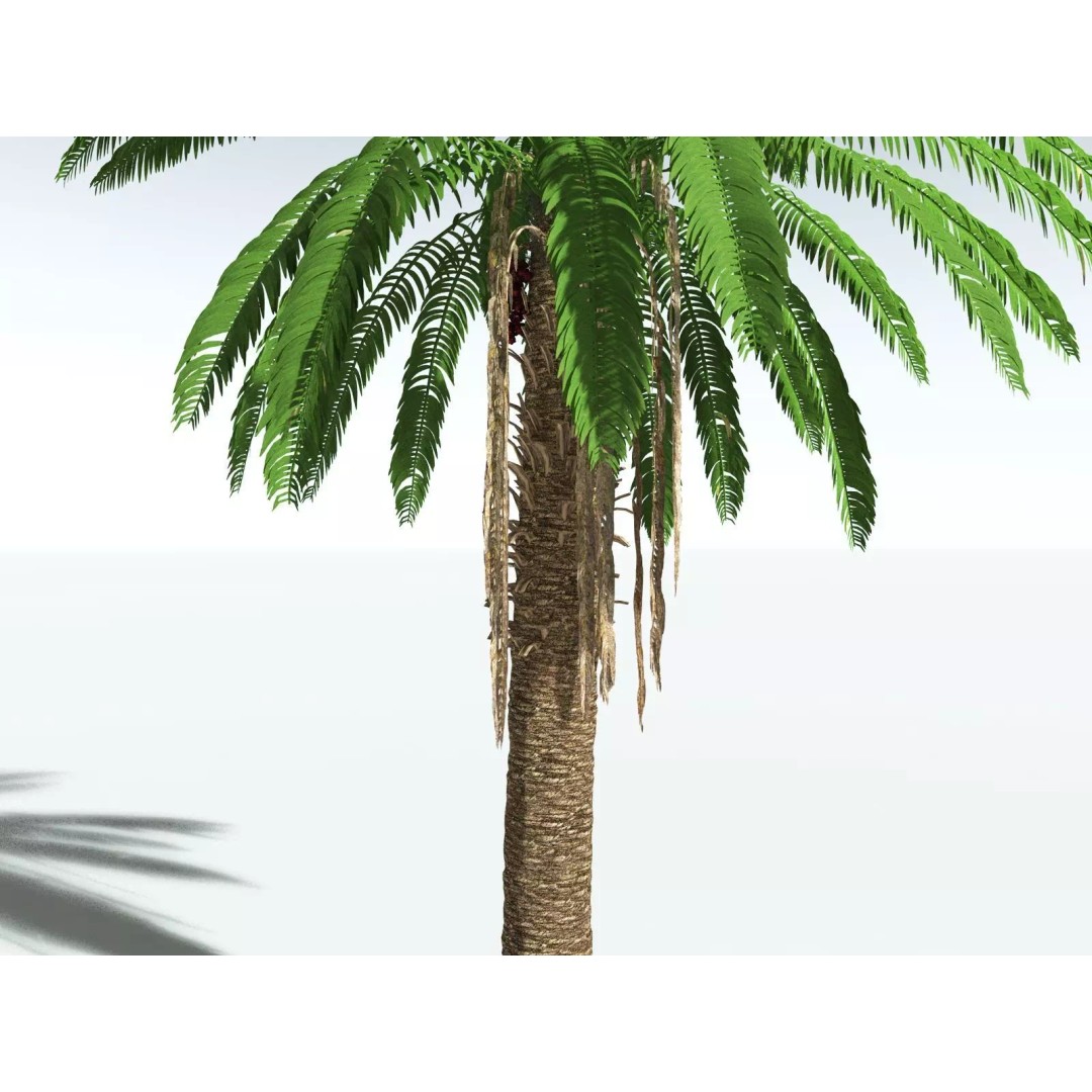 African Oil Palm 3D Model – High Poly PBR Asset, FBX - View 25