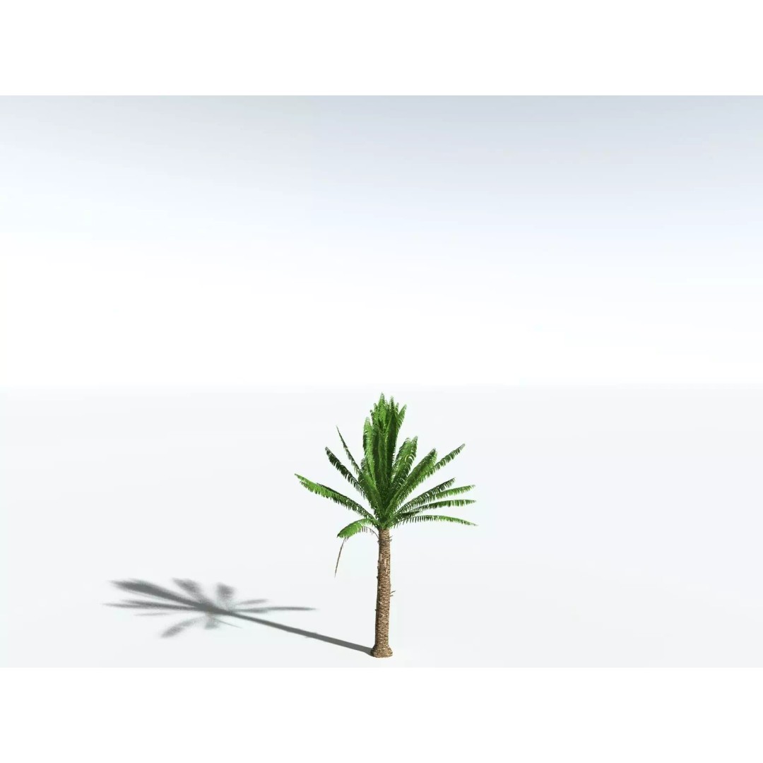 African Oil Palm 3D Model – High Poly PBR Asset, FBX - View 26
