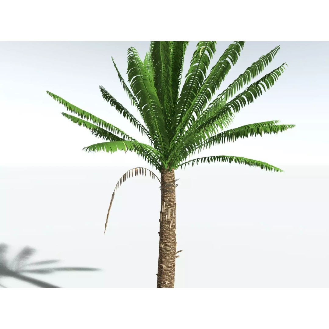 African Oil Palm 3D Model – High Poly PBR Asset, FBX - View 27