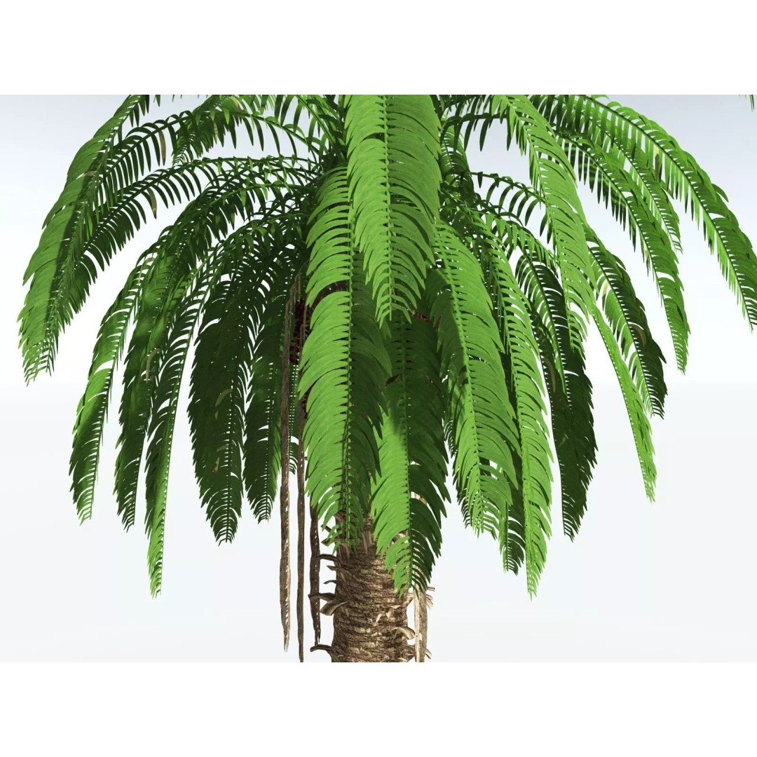 African Oil Palm 3D Model – High Poly PBR Asset, FBX - View 3
